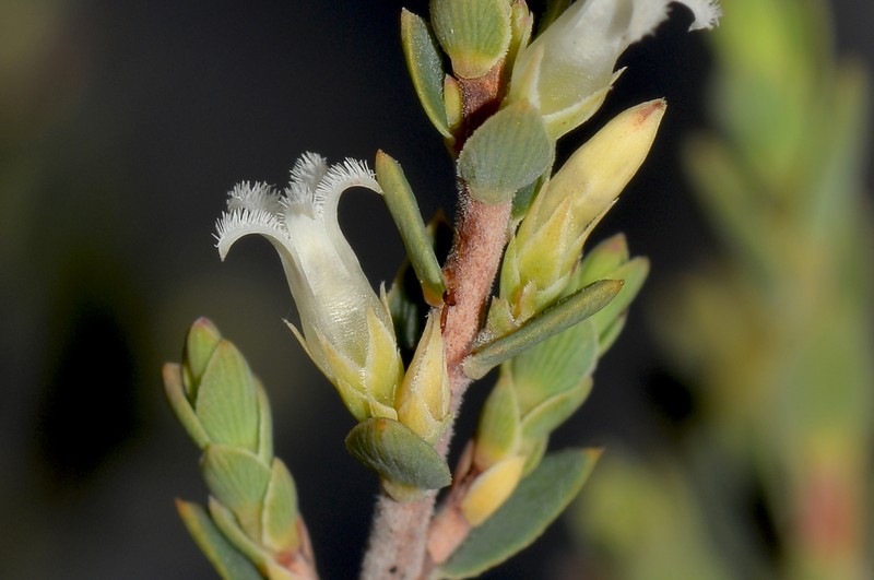Styphelia capillaris photo 4