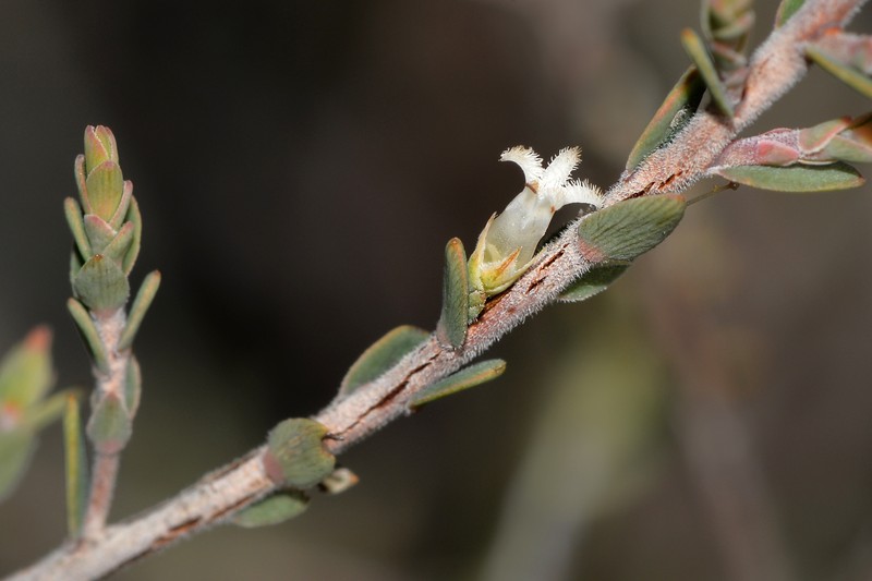Styphelia capillaris photo 5