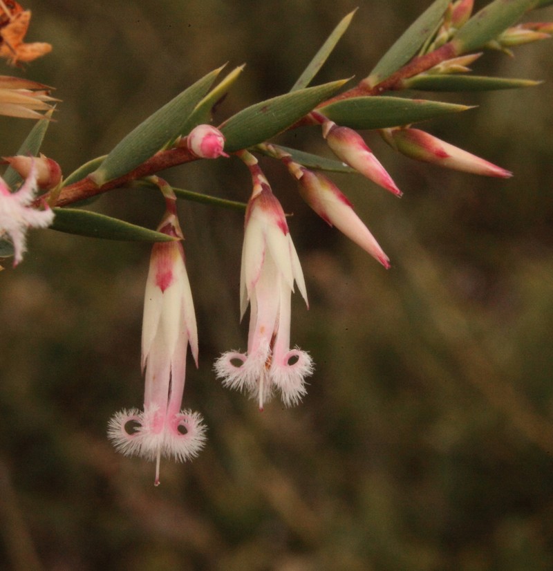 Styphelia carolineae photo 2
