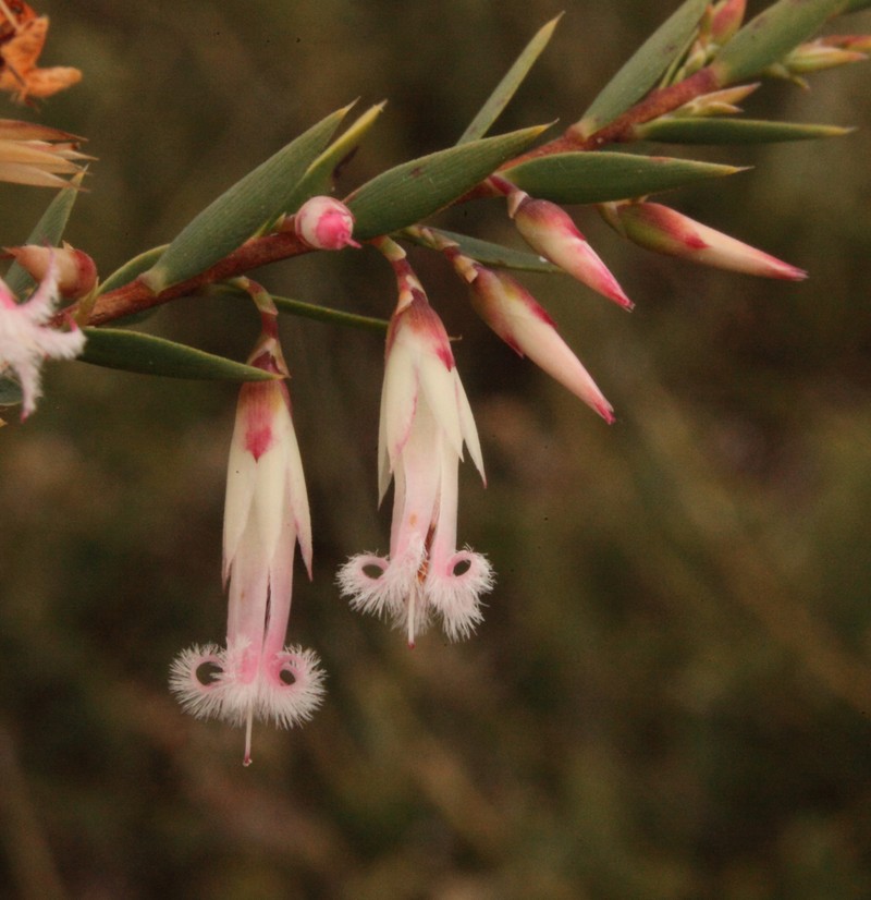 Styphelia carolineae photo 3