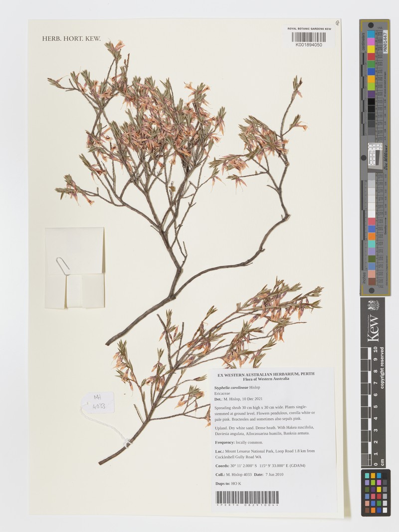 Styphelia carolineae photo 4