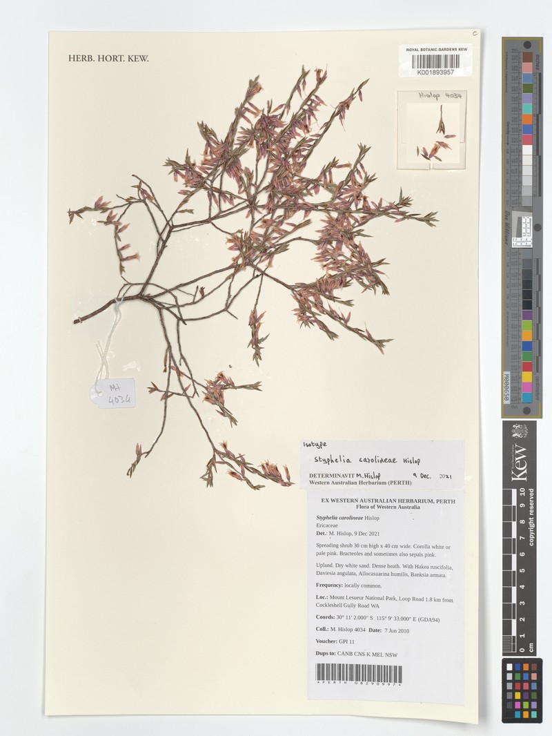 Styphelia carolineae photo 5