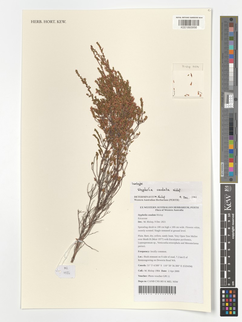 Styphelia caudata