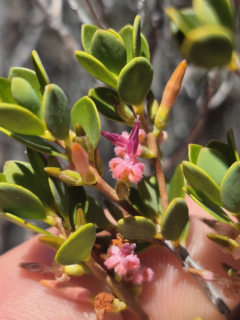 Styphelia coelophylla photo 2