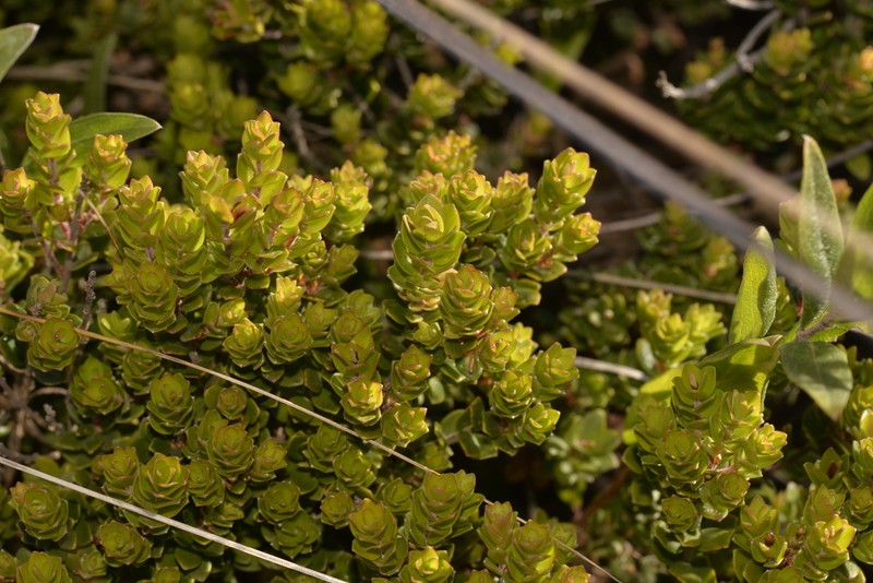 Styphelia coelophylla photo 3