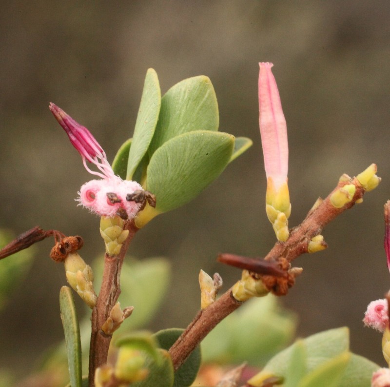 Styphelia coelophylla photo 5