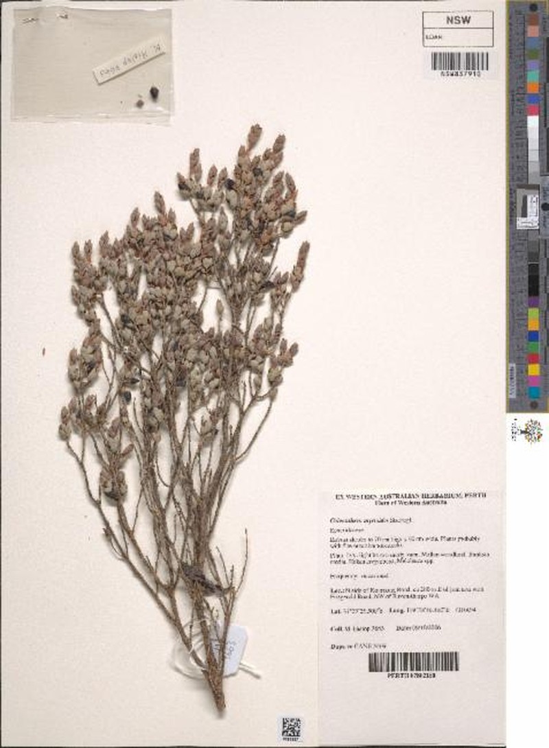 Styphelia coelophylla photo 6