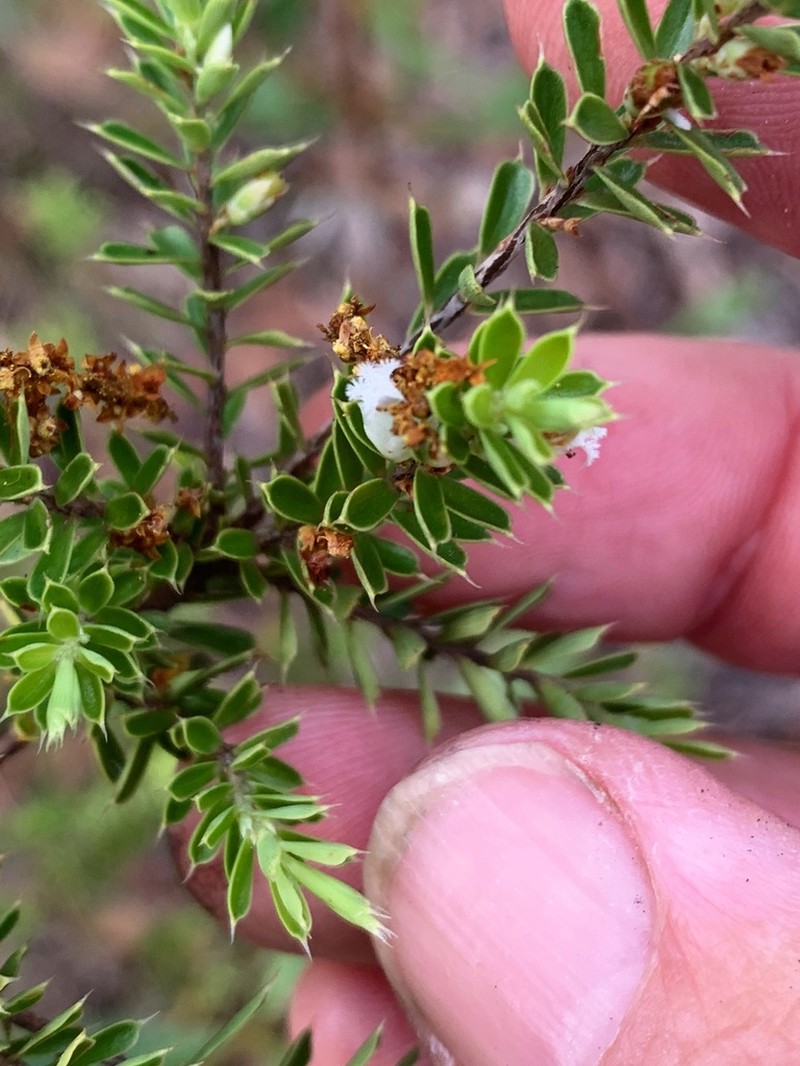 Styphelia cognata
