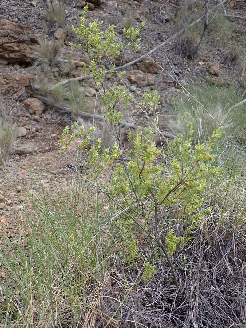 Styphelia cognata photo 2
