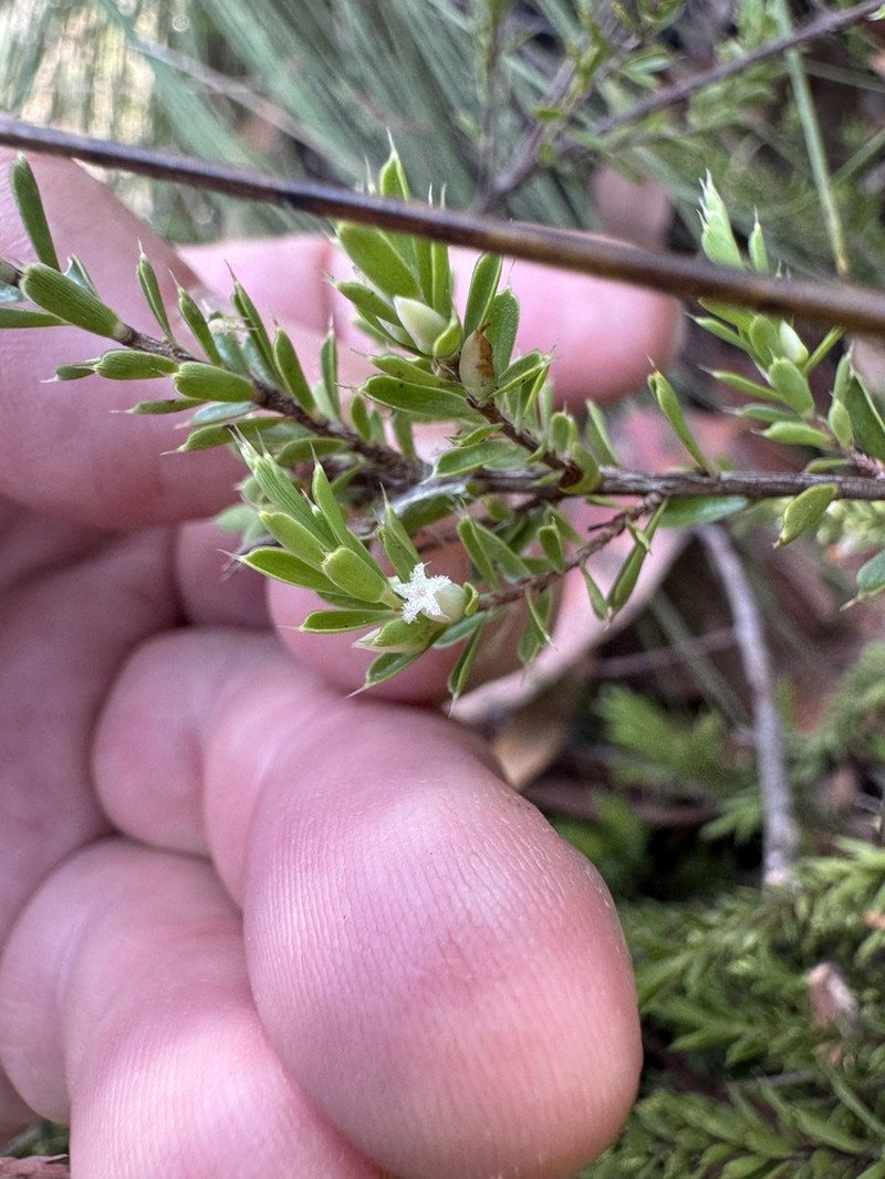 Styphelia cognata photo 3