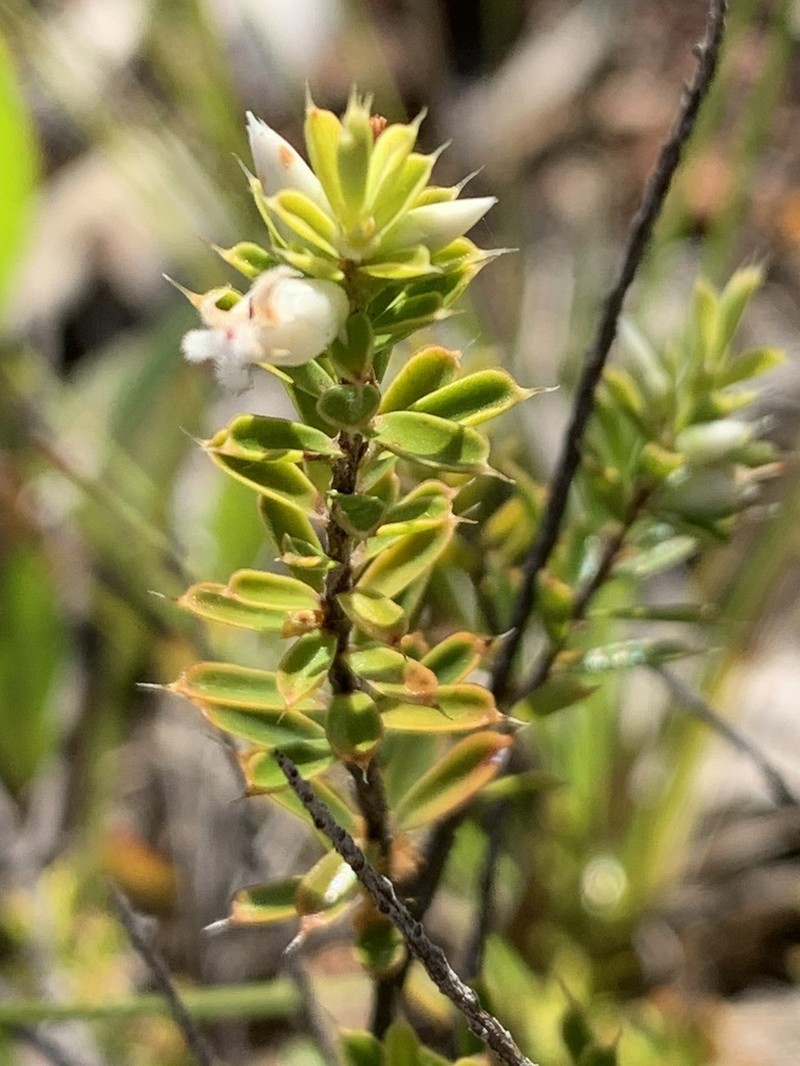 Styphelia cognata photo 4