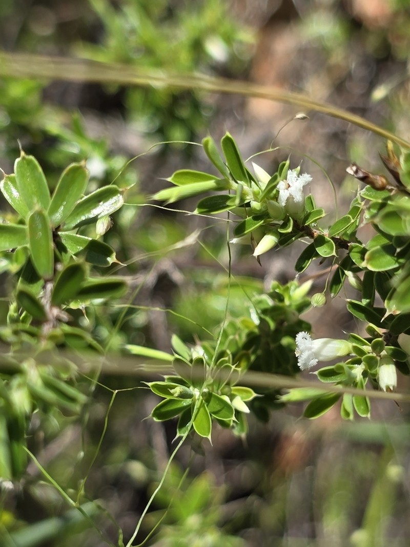 Styphelia cognata photo 5