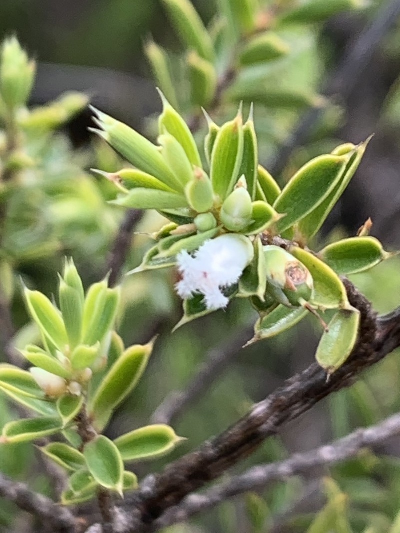 Styphelia cognata photo 8
