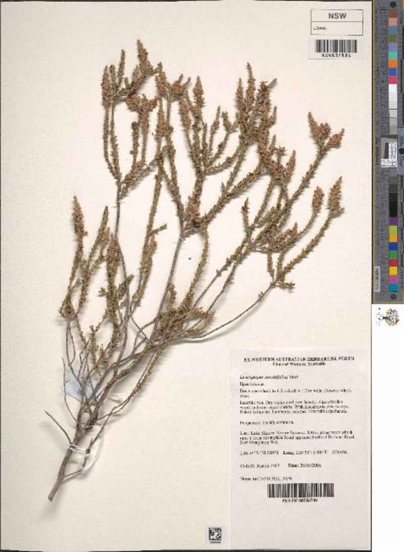Styphelia conchifolia