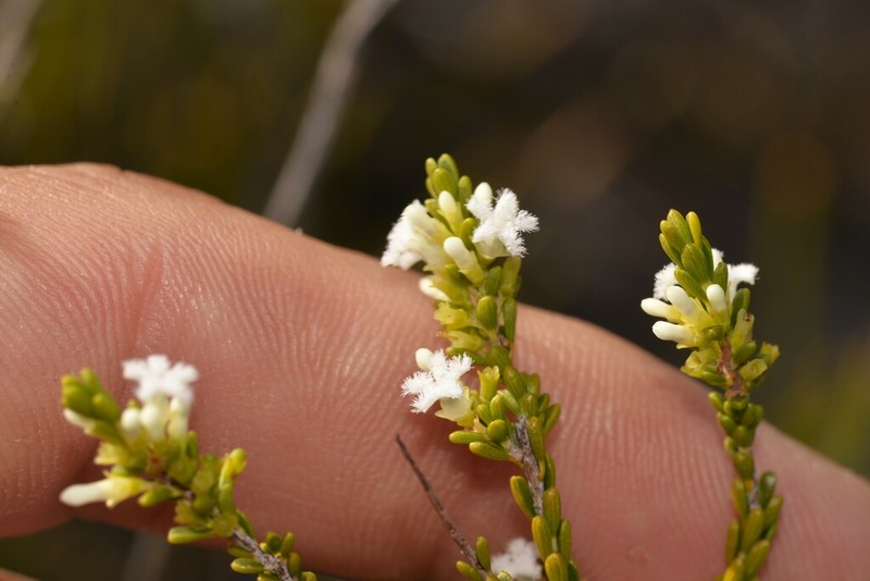 Styphelia cylindrica