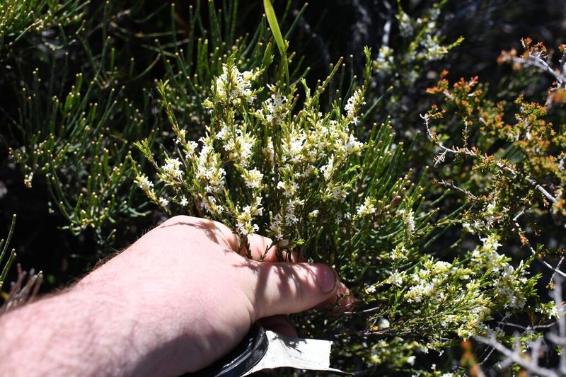 Styphelia cylindrica photo 2