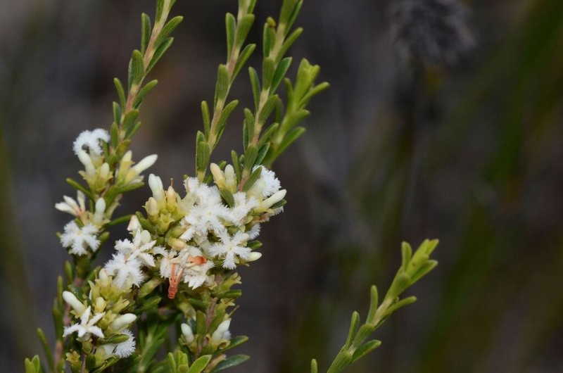 Styphelia cylindrica photo 3