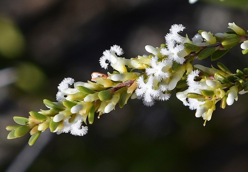Styphelia cylindrica photo 4