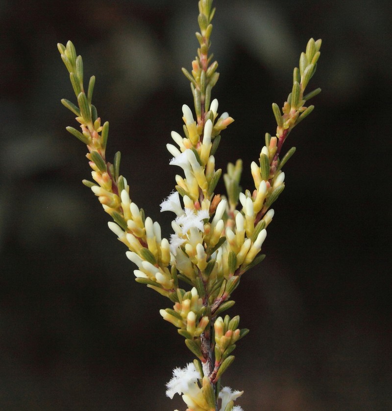 Styphelia cylindrica photo 5