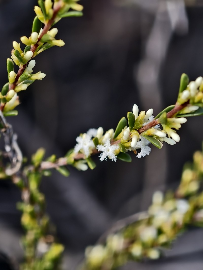 Styphelia cylindrica photo 6