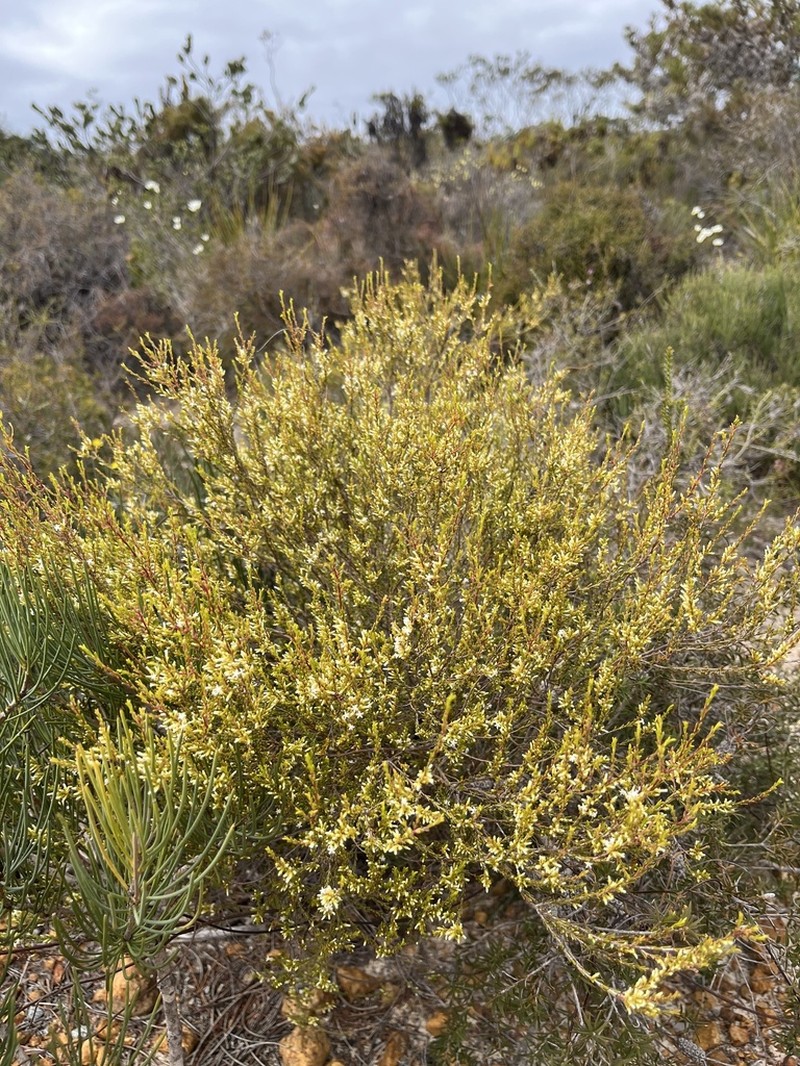 Styphelia cylindrica photo 7