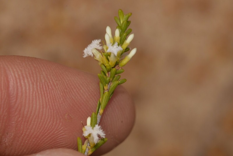 Styphelia cylindrica photo 8