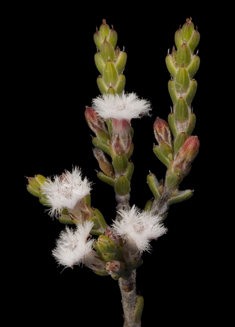 Styphelia decussata