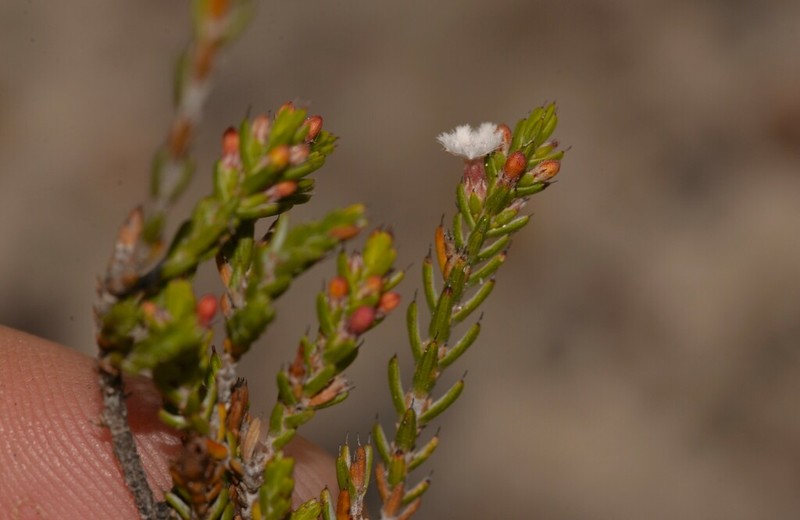 Styphelia decussata photo 2