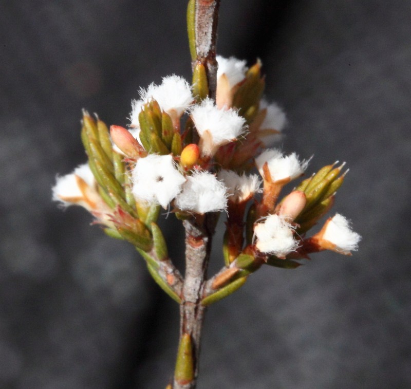 Styphelia decussata photo 3