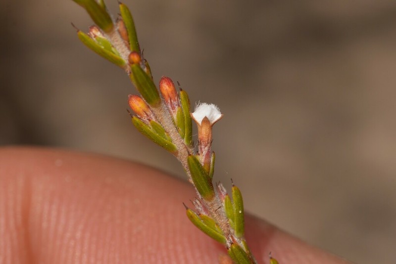 Styphelia decussata photo 5