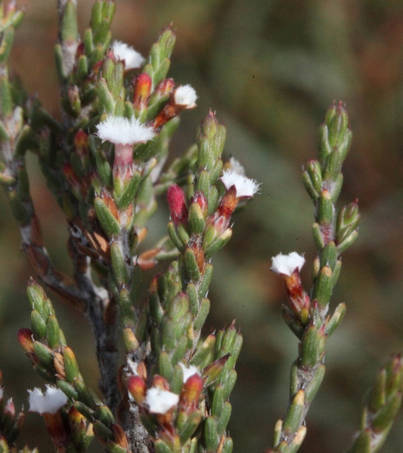 Styphelia decussata photo 6