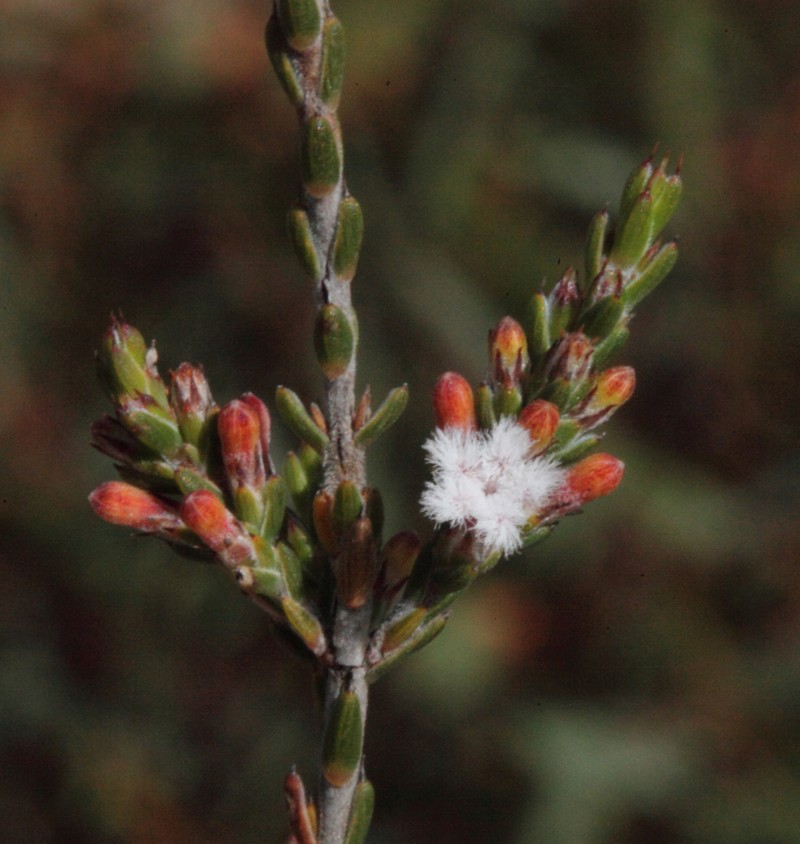 Styphelia decussata photo 7