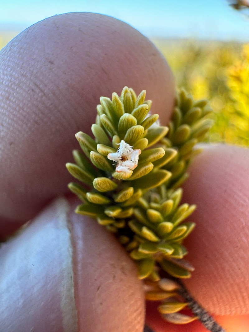 Styphelia densifolia