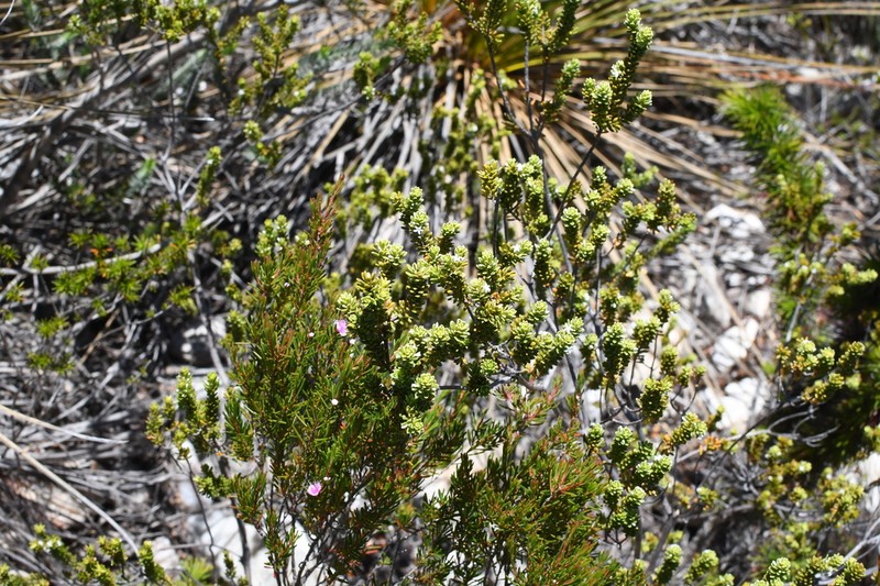 Styphelia densifolia photo 2