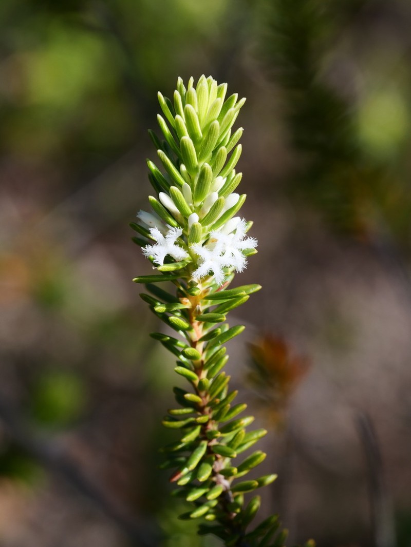 Styphelia densifolia photo 3