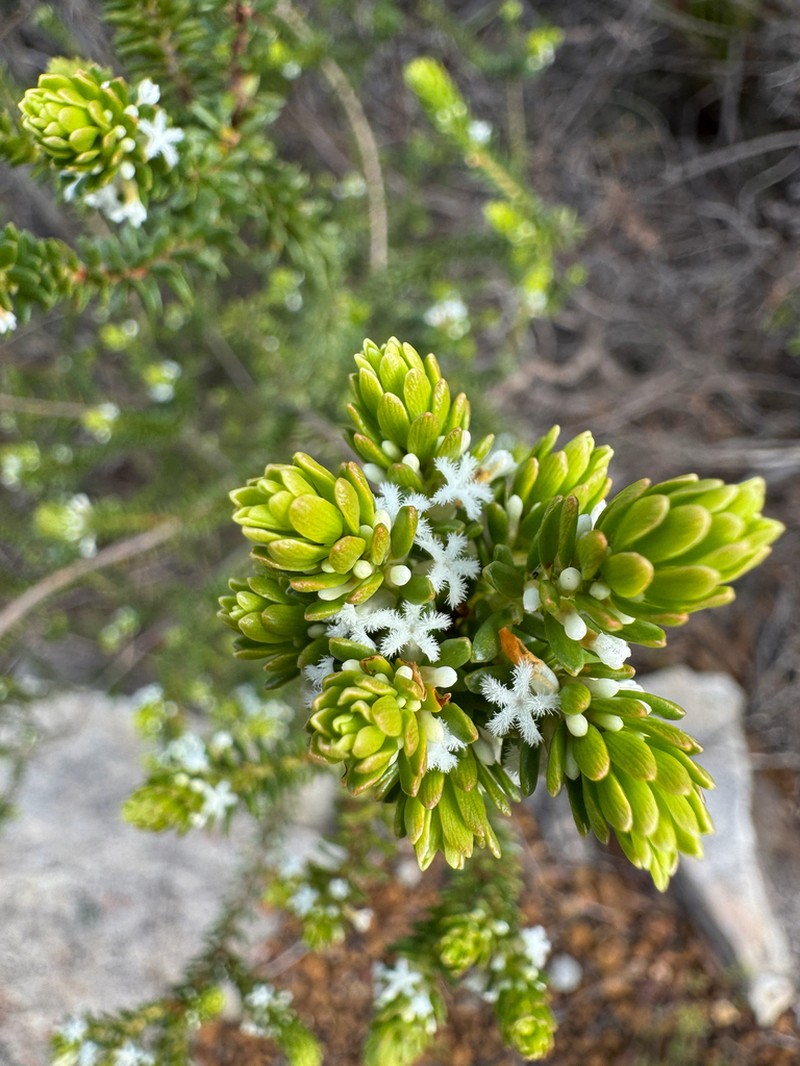 Styphelia densifolia photo 4