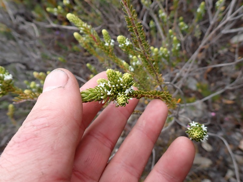 Styphelia densifolia photo 5