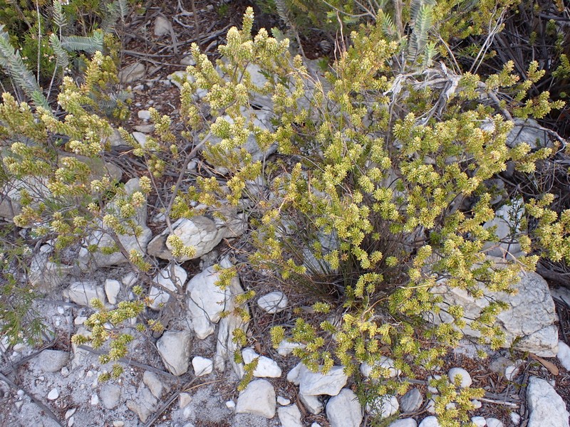 Styphelia densifolia photo 6