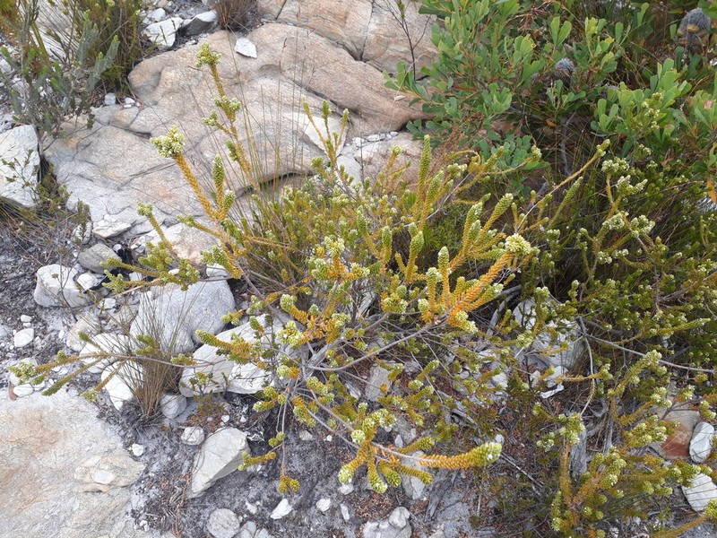 Styphelia densifolia photo 7