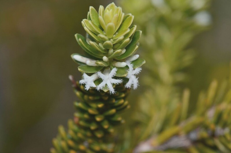 Styphelia densifolia photo 8