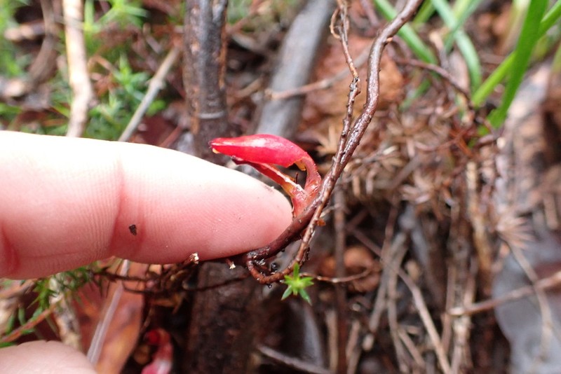 Styphelia discolor
