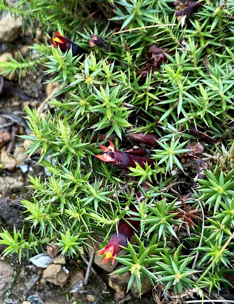 Styphelia discolor photo 2