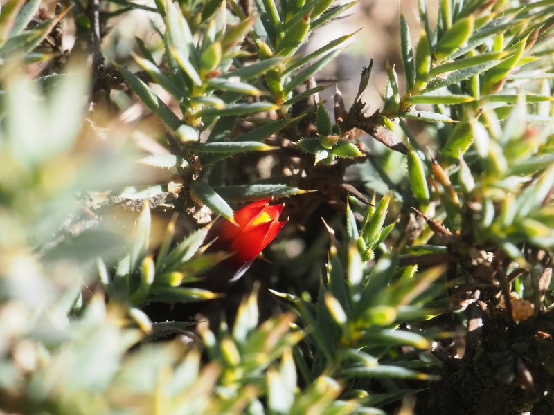 Styphelia discolor photo 3