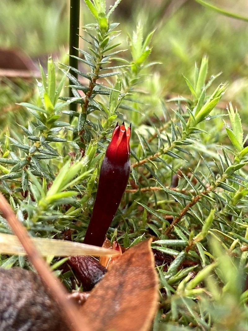 Styphelia discolor photo 4