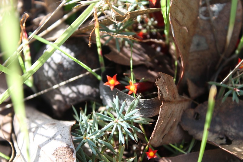 Styphelia discolor photo 5