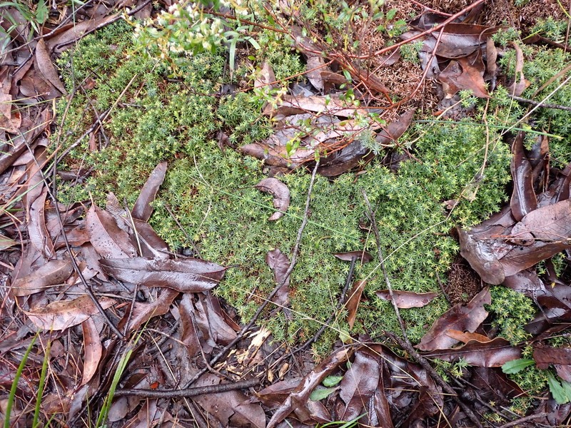 Styphelia discolor photo 7