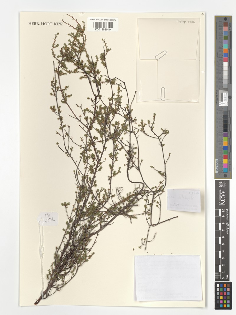 Styphelia echinulata
