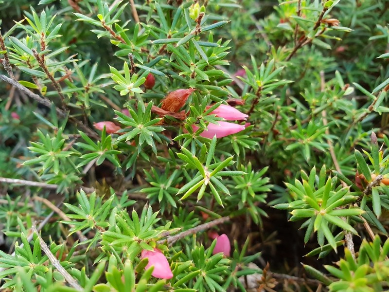 Styphelia erectifolia