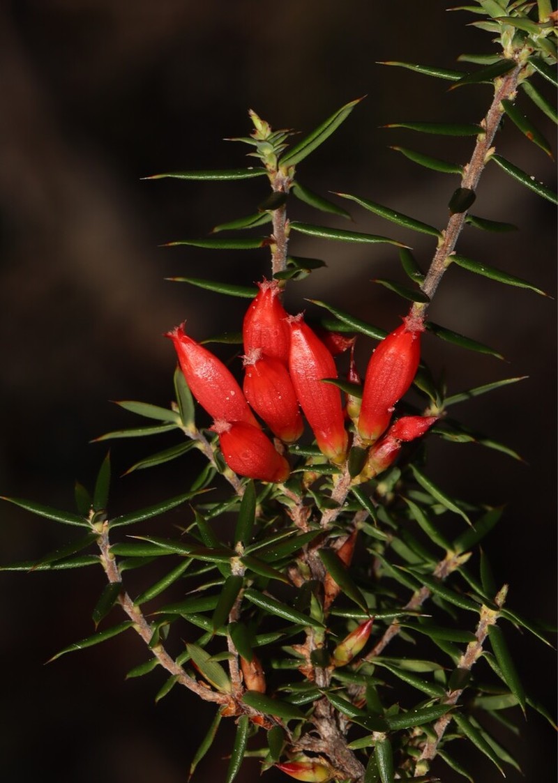 Styphelia erectifolia photo 2