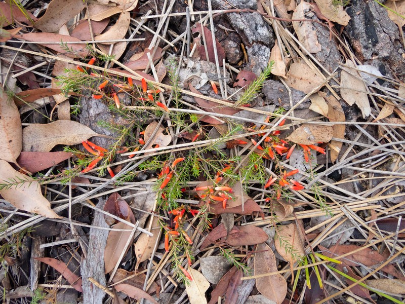 Styphelia erectifolia photo 3